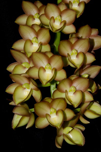 Fdk Desert Tennor Sunset Valley Orchids FCC